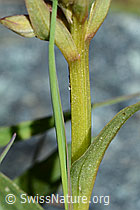 Grüne Hohlzunge (Coeloglossum viride) (C202584)