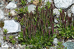 Bläuliche Gänsekresse (Arabis caerulea) (08.2021, C202588)