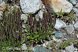 C202589: Bläuliche Gänsekresse (Arabis caerulea)