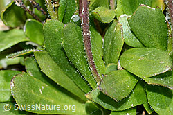 C202591: Bläuliche Gänsekresse (Arabis caerulea)