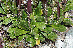 C202592: Bläuliche Gänsekresse (Arabis caerulea)