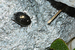 Halbstreifiger Pillenkäfer (Simplocaria semistriata) (C202623)