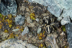 Attulus longipes (Springspinne) (C202658)