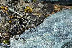 Attulus longipes (Springspinne) (C202661)