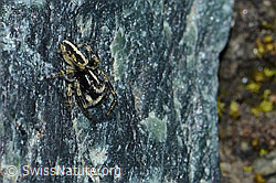 Attulus longipes (Springspinne) (C202664)