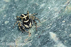 Attulus longipes (Springspinne) (08.2021, C202669)