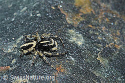 Attulus longipes (Springspinne) (C202672)