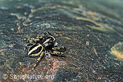 Attulus longipes (Springspinne) (08.2021, C202674)