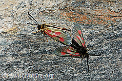 Alpen-Widderchen (Zygaena exulans) (C202680)