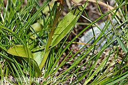 C202702: Grüne Hohlzunge (Coeloglossum viride)