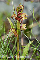 C202703: Grüne Hohlzunge (Coeloglossum viride)
