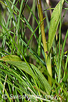 C202704: Grüne Hohlzunge (Coeloglossum viride)