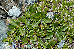 Felsen-Ehrenpreis (Veronica fruticans) (C202718)