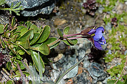 Felsen-Ehrenpreis (Veronica fruticans) (08.2021, C202719)