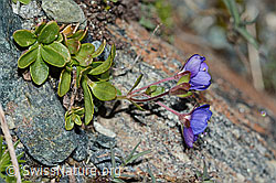 Felsen-Ehrenpreis (Veronica fruticans) (08.2021, C202723)