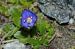 Felsen-Ehrenpreis (Veronica fruticans) (08.2021, C202728)