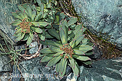 Rosenwurz (Rhodiola rosea) (C202730)