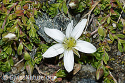 Foto: Bewimpertes Sandkraut (Arenaria ciliata)