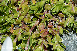 Foto: Bewimpertes Sandkraut (Arenaria ciliata)