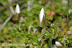 Foto: Bewimpertes Sandkraut (Arenaria ciliata)