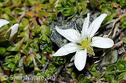 Bewimpertes Sandkraut (Arenaria ciliata) (08.2021, C202751)