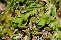 Foto: Bewimpertes Sandkraut (Arenaria ciliata)