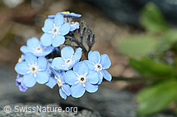 Alpen-Vergissmeinnicht (Myosotis alpestris) (08.2021, C202802)