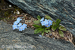 Alpen-Vergissmeinnicht (Myosotis alpestris) (08.2021, C202803)