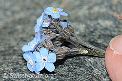 Alpen-Vergissmeinnicht (Myosotis alpestris) (C202805)