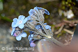 Alpen-Vergissmeinnicht (Myosotis alpestris) (C202809)