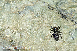 Attulus longipes (Springspinne) (C202815)