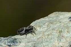 Attulus longipes (Springspinne) (C202827)
