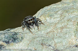 Attulus longipes (Springspinne) (C202828)