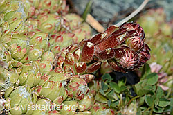 Spinnweb-Hauswurz (Sempervivum arachnoideum) (08.2021, C202832)