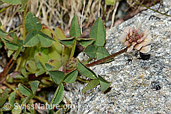 Bleicher Klee (Trifolium pallescens) (08.2021, C202849)