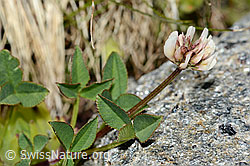 Trifolium pallescens (C202850)