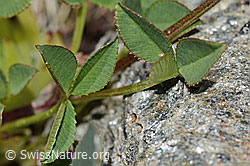Trifolium pallescens (C202852)