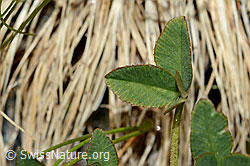 Trifolium pallescens (C202855)