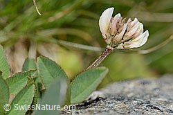 Trifolium pallescens (C202857)