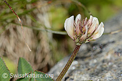 Trifolium pallescens (C202861)