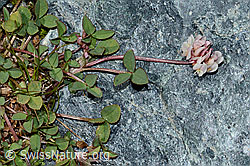 Trifolium pallescens (C202862)