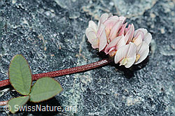 Trifolium pallescens (C202863)