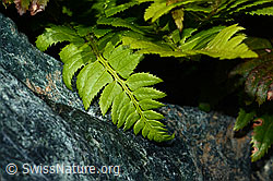 Lanzenfarn (Polystichum lonchitis) (08.2021, C202865)