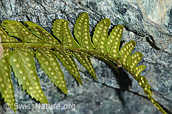 C202866: Lanzenfarn (Polystichum lonchitis)