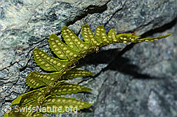 C202868: Lanzenfarn (Polystichum lonchitis)