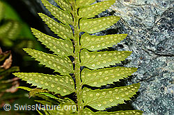 Lanzenfarn (Polystichum lonchitis) (08.2021, C202870)