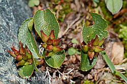 C202939: Kraut-Weide (Salix herbacea)