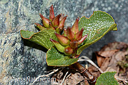 C202943: Kraut-Weide (Salix herbacea)