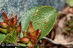 C202944: Kraut-Weide (Salix herbacea)