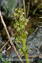 Grüne Hohlzunge (Coeloglossum viride) (C202970)
